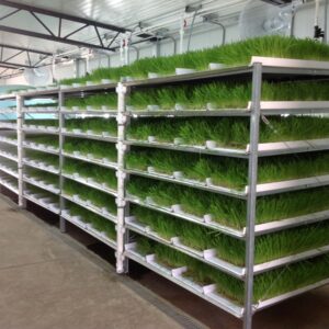 Theron Hydroponics Fodder Kit 3 (Copy)